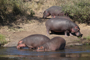 Flußpferd im Sweni River / Hippopotamus in Sweni River / Hippopotamus amphibius