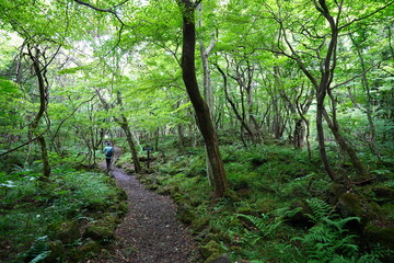 Obraz premium fine path through old trees and vines