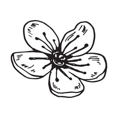 Japanese sakura flower. Cherry blossom flowers. Black and white doodle. Spring collection.