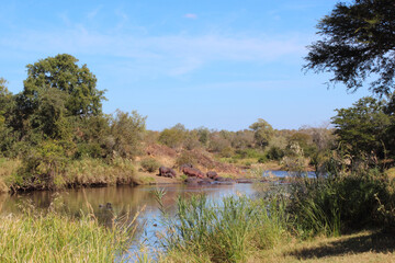Flußpferd am Sweni River / Hippopotamus at Sweni River / Hippopotamus amphibius