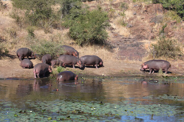 Naklejka na ściany i meble Flußpferd am Sweni River / Hippopotamus at Sweni River / Hippopotamus amphibius.