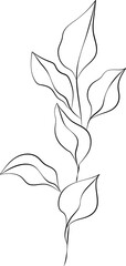 forest fern eucalyptus art foliage natural
leaves herbs inline style. Decorative beauty, elegant illustration 