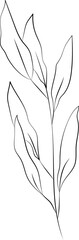 forest fern eucalyptus art foliage natural
leaves herbs inline style. Decorative beauty, elegant illustration 