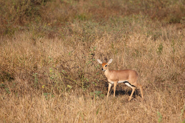 Afrikanischer Steinbock / Steenbok / Raphicerus campestris