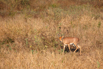 Afrikanischer Steinbock / Steenbok / Raphicerus campestris