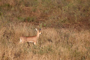 Afrikanischer Steinbock / Steenbok / Raphicerus campestris