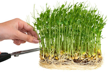 The girl cuts the sprouts of pea microgreens.. The concept of healthy eating and organic food