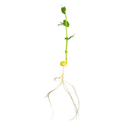 Fototapeta na wymiar Organic peas microgreen sprout with roots isolated on white background. The concept of healthy eating and organic food