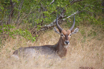 Wasserbock / Waterbuck / Kobus ellipsiprymnus