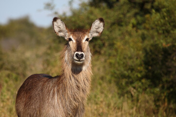 Wasserbock / Waterbuck / Kobus ellipsiprymnus