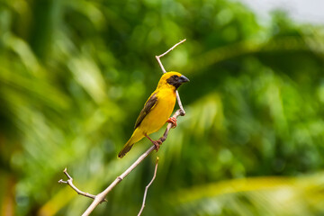 The name of the bird is the Asian Golden Weaver (Ploceus hypoxanthus). The Asian Golden Weaver stays on the tree branch.