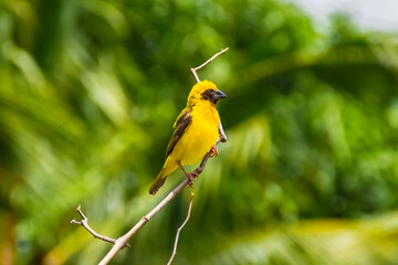The name of the bird is the Asian Golden Weaver (Ploceus hypoxanthus). The Asian Golden Weaver inflates the feathers and stays on the tree branch.