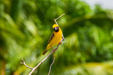 The name of the bird is the Asian Golden Weaver (Ploceus hypoxanthus). The Asian Golden Weaver stays on the tree branch.