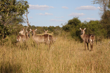 Wasserbock / Waterbuck / Kobus ellipsiprymnus