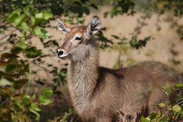 Fototapeta premium Wasserbock / Waterbuck / Kobus ellipsiprymnus..