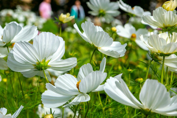 snow-white Cosmea flowers on a green background on a sunny day