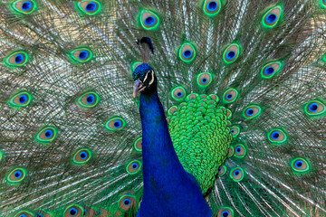 Portrait of beautiful colored male peacock with tail feathers out.