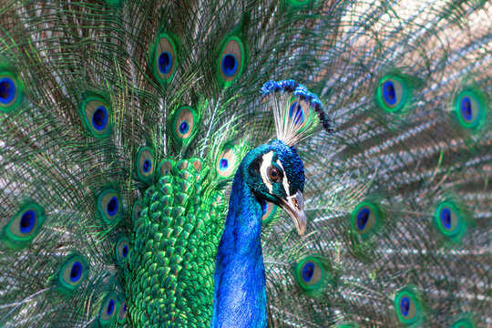 Portrait of beautiful colored male peacock with tail feathers out.