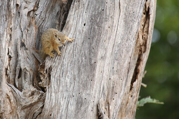 Ockerfußbuschhörnchen / Tree squirrel / Paraxerus cepapi