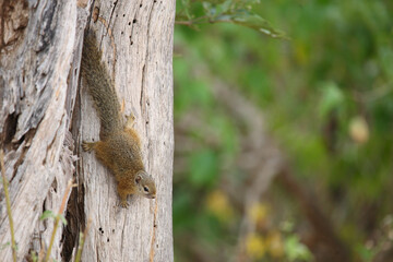 Ockerfußbuschhörnchen / Tree squirrel / Paraxerus cepapi
