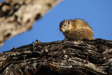 Ockerfu&szlig;buschh&ouml;rnchen / Tree squirrel / Paraxerus cepapi