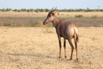 Leierantilope oder Halbmondantilope / Common tsessebe / Damaliscus lunatus