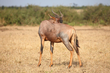 Leierantilope oder Halbmondantilope / Common tsessebe / Damaliscus lunatus