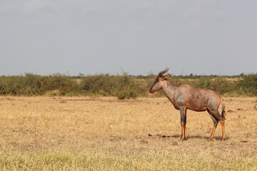 Leierantilope oder Halbmondantilope / Common tsessebe / Damaliscus lunatus