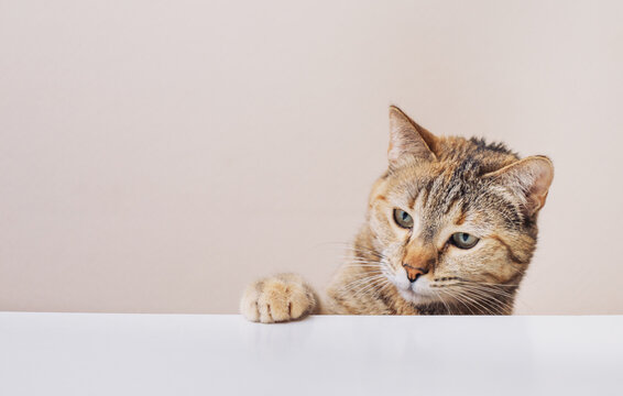 A domestic red cat put its paw on the kitchen table