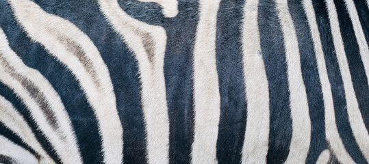 The texture of the zebra skin. Abstract drawing on the body of an animal made of black and white stripes. - 522690836