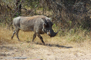 Warzenschwein / Warthog / Phacochoerus africanus
