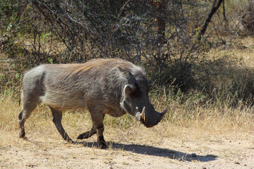 Warzenschwein / Warthog / Phacochoerus africanus