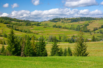 Naklejka na ściany i meble transcarpathian rural landscape. trees and grassy meadows on the hills at the foot of borzhava mountain ridge. warm sunny weather in september