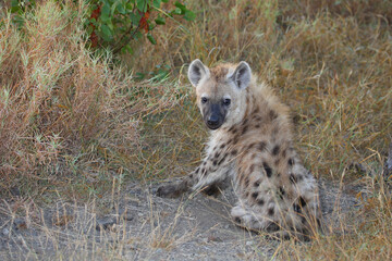 Tüpfelhyäne / Spotted hyaena / Crocuta crocuta...