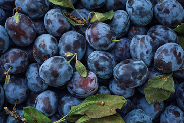 Ripe plums, prunes with few leaves. Close-up of fresh plums, top view. Photo of edible fruit plum....