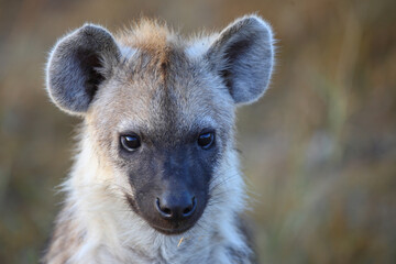 Tüpfelhyäne / Spotted hyaena / Crocuta crocuta...