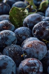 Vertical background of fresh organic plums in water drops, close-up. Beautiful ripe fruit prunes, fruit harvesting in autumn, eco-products from the farm.