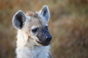 T&uuml;pfelhy&auml;ne / Spotted hyaena / Crocuta crocuta...
