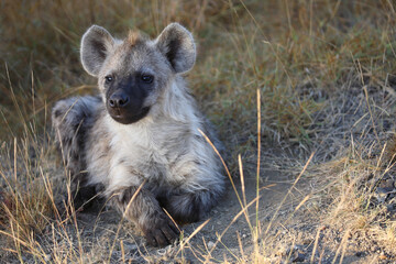 Tüpfelhyäne / Spotted hyaena / Crocuta crocuta...