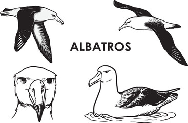 Set of hand drawn vintage albatros bird premium vector