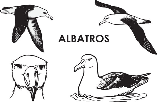 Set of hand drawn vintage albatros bird premium vector © enkape