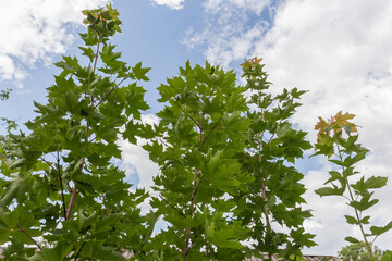 Tops of young maples with green leaves against the sky