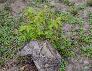 Young sprouts of walnut growing from the old stump