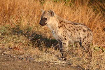 Tüpfelhyäne / Spotted hyaena / Crocuta crocuta...