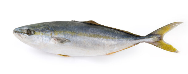 Frozen carcass of the yellowtail on a white background
