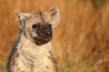 Obraz premium Tüpfelhyäne / Spotted hyaena / Crocuta crocuta...