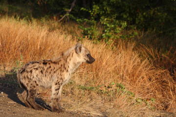 Tüpfelhyäne / Spotted hyaena / Crocuta crocuta...