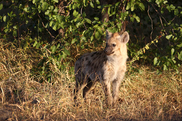 Tüpfelhyäne / Spotted hyaena / Crocuta crocuta...