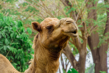Camel. Portrait of a camel at the zooabu, africa, animal, arab, arabia, arabian, baby, barren, brown, camel, coat, colours, curious, daytime, desert, dhabi, domesticated, dromedary, dry, dune, east, e