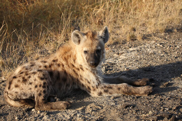 Tüpfelhyäne / Spotted hyaena / Crocuta crocuta...